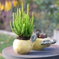 Artikel Decoratieve perenpot herfstpot beton 25×13×11cm