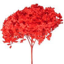 Artikel Decoratieve Hortensia Geconserveerde Gedroogde Bloem Rood Ø20cm 1 st