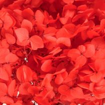 Artikel Decoratieve Hortensia Geconserveerde Gedroogde Bloem Rood Ø20cm 1 st