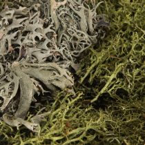 Artikel Decoratief mos – echt mos en korstmos voor bloemstukken 250g