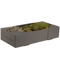 Artikel Decoratief mos – echt mos en korstmos voor bloemstukken 250g