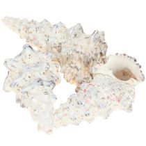Artikel Decoratieve slakkenhuizen zwart wit, schelp natuurlijke decoratie 1kg