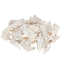 Artikel Decoratieve slakkenhuizen zwart wit, schelp natuurlijke decoratie 1kg