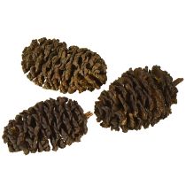 Artikel Decoratieve kegels elzen kegels natuur ter decoratie 3-4cm 200g