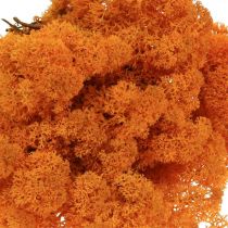 Deco Moss Orange Echt mos voor handwerk Gedroogd, gekleurd 500g
