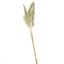 Artikel Decoratief pampasgras crème droog gras gebleekt 95cm 3st