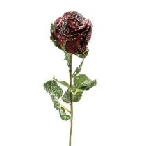 Artikel Deco roos snowed rood Ø6cm 6st