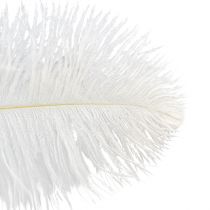 Artikel Decoratieve struisvogelveren, echte veren, wit, 38-40cm, 2 stuks