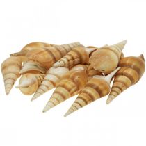 Deco maritiem slakkenhuis spits 1kg
