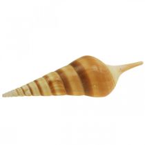 Deco maritiem slakkenhuis spits 1kg
