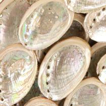 Artikel Decoratieve krans hout abalone slakken wit naturel H30cm