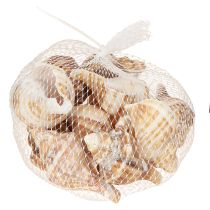 Artikel Schelpen Decoratief Crème Bruin Gestreept 3cm–8cm 300g