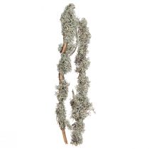Artikel Decoratieve takken grijs mos decoratieve takken korstmossen takken 30-60cm 1kg
