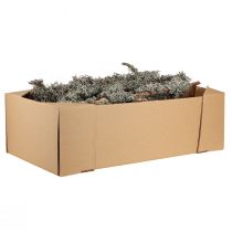 Artikel Decoratieve takken, grijs mos, korstmostakken, 30-60 cm, 1 kg