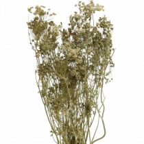 Artikel Droogbloemen dille natuurlijke droge bloemisterij 50cm 20 st