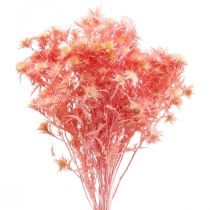 Artikel Gedroogde distel deco tak Stoffige roze droogbloemen 100g