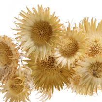 Distel gedroogde deco tak Bergdistel Alpendistel 10St