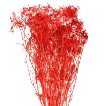 Artikel Umbellifera Gedroogde Bloemen Rood 70cm 150g