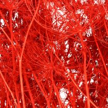 Artikel Umbellifera Gedroogde Bloemen Rood 70cm 150g