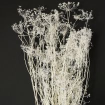 Artikel Umbellifera gedroogde bloemen wit 70-80cm 150g