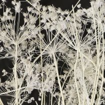Artikel Umbellifera gedroogde bloemen wit 70-80cm 150g