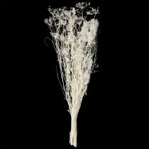 Artikel Gedroogde schermbloemige bloemen (Umbellifera) Wit 70-80cm 150g