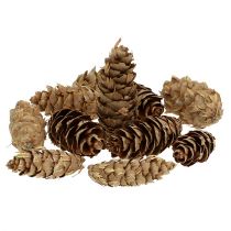 Artikel Douglas kegels 1,3 kg