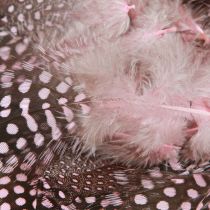 Artikel Echte parelhoenveren roze met stippen 4-12cm 100 stuks