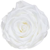 Artikel Echte rozenkoppen Infinity Rozen Wit Premium Ø8,5cm 4 stuks