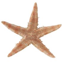 Artikel Echte jonge zeester maritieme tafeldecoratie 3,5-5cm 100 stuks