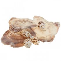 Echte schelpen slakkenhuis decoratie, Capiz parelmoer schelp 400g