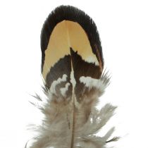 Artikel Echte vogelveren decoratieve veren gestreept 3-4cm 60st