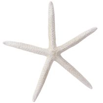 Artikel Echte zeester natuurlijke decoratie maritiem Ø16–20cm 10 st.