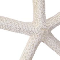 Artikel Echte zeester natuurlijke decoratie maritiem Ø16–20cm 10 st.