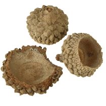 Artikel Eikeldoppen natuurlijke decoratieve eikels om te knutselen 1,5cm 200g