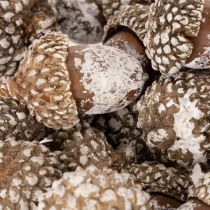 Artikel Eikels, natuurlijk decoratief product, witgekalkt, 1-3 cm, 300 g