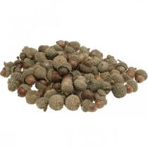 Eikels om te decoreren, herfstdecoraties, herfstfruit natuurlijk Ø1,5 - 2,5 cm L1,5 - 3 cm 300 g