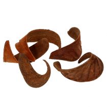 Artikel Olifantenoor Naturel 25 st