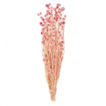 Artikel Aardbeiendistel decoratie oudroze droogbloemen roze 50cm 100g