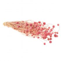 Artikel Aardbeiendistel gedroogde bloemen, antiekroze, 50 cm, 100 g, decoratieve kunstbloemen