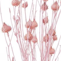 Artikel Aardbeiendistel Gedroogde Distel Decoratie Lichtroze 58cm 100g