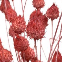 Gedroogde Bloemen Gedroogde Distel Aardbei Distel Lichtroze 100g