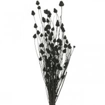 Gedroogde Bloemen Zwarte Droge Distel Aardbei Distel 100g