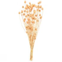 Artikel Aardbeististels droge decoratiedistels in zalm 55cm 100g