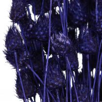 Artikel Aardbeiendistels Droge disteldisteldecoratie Violet 44-58cm 100g