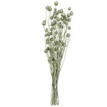Artikel Aardbeististels in metallic groen Ø1cm–2cm L55cm 100g