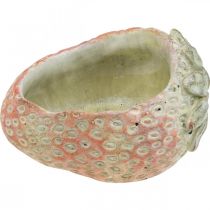 Artikel Decoratieve aardbei, plantenpot, betonnen decoratie voor opplant L17cm