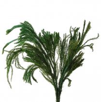 Artikel Erika mos decoratief mosgroen natuurlijke decoratie gedroogd 20-35cm 400g