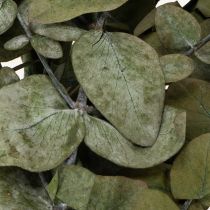 Artikel Geconserveerde decoratieve eucalyptus takken en bladeren, ronde gedroogde decoratie, groen, 150 g