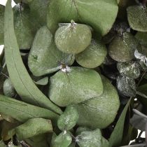 Artikel Eucalyptuskrans natuurlijke krans eucalyptus geconserveerd Ø35cm